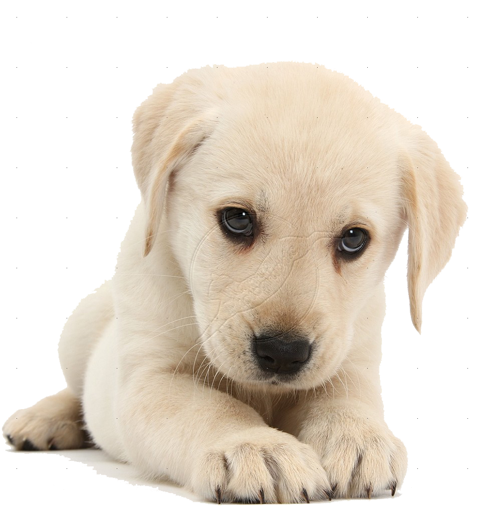 Puppy Png Hd  Hdpng Pluspng.com 964   Puppy Png Hd - Cute Dog, Transparent background PNG HD thumbnail