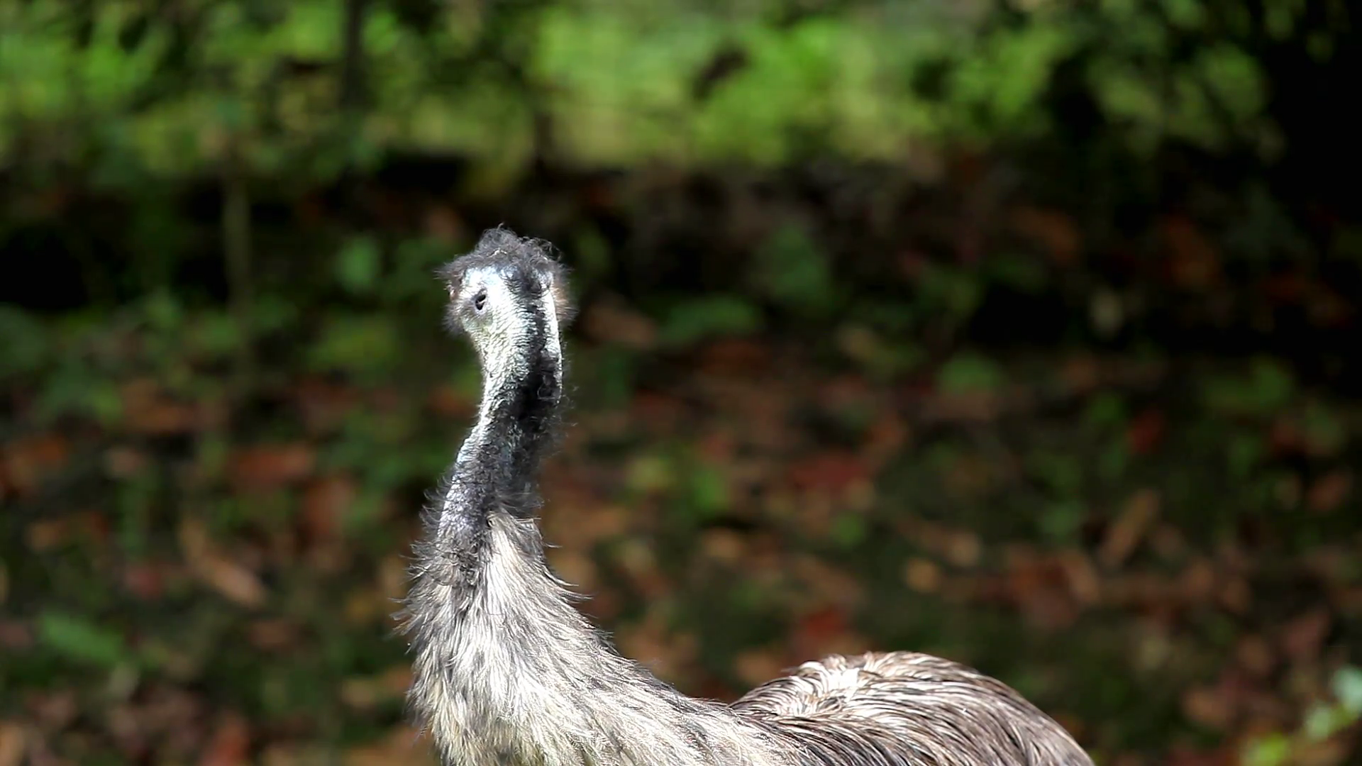 Cute Emu Close Up (Dromaius Novaehollandiae), Large Australian Flightless Bird Stock Video Footage   Videoblocks - Cute Emu, Transparent background PNG HD thumbnail
