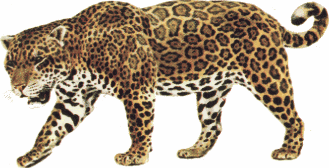 Free jaguar clipart 3