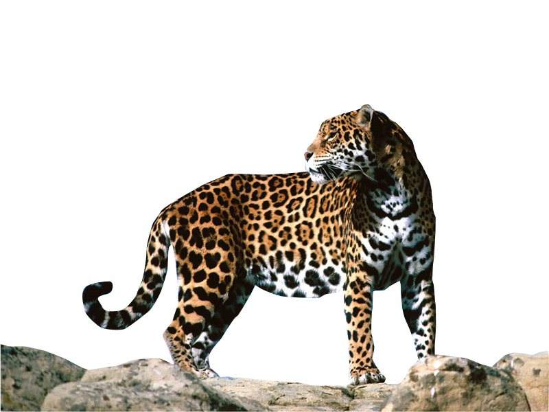 Pin Jaguar Clipart Transparent #8 - Cute Jaguar, Transparent background PNG HD thumbnail