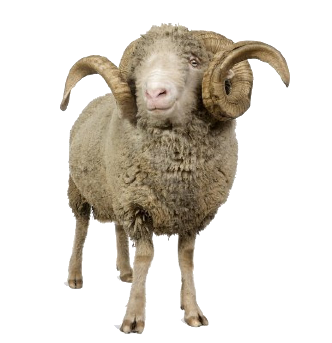 Sheep Hd Png Hdpng Pluspng.com 1161   Sheep Hd Png - Cute Lamb, Transparent background PNG HD thumbnail