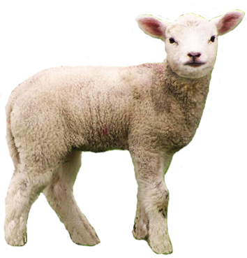 Sheep Png Image #23166   Baby Lamb Png - Cute Lamb, Transparent background PNG HD thumbnail