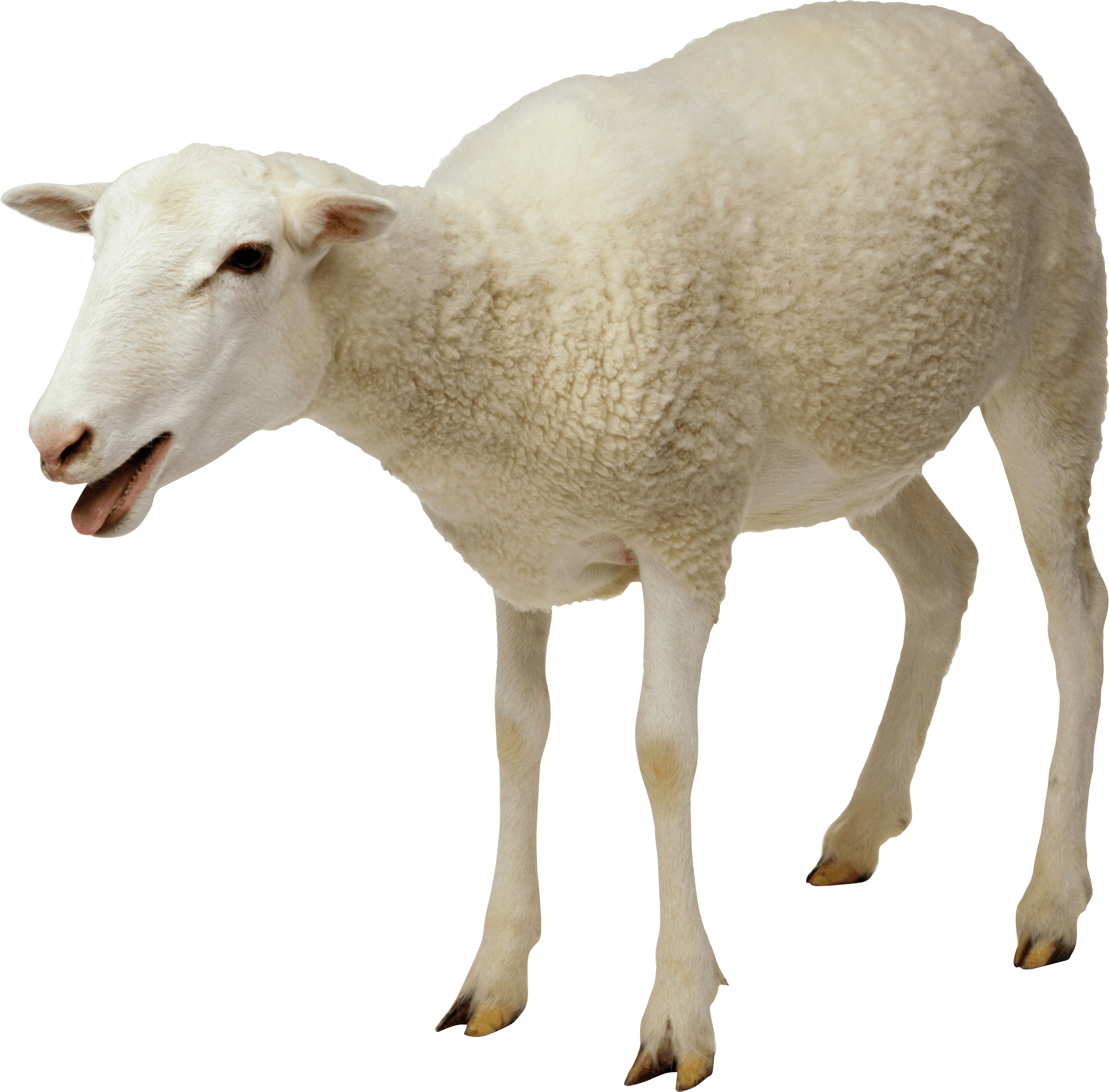Sheep Png image #23166 - Baby