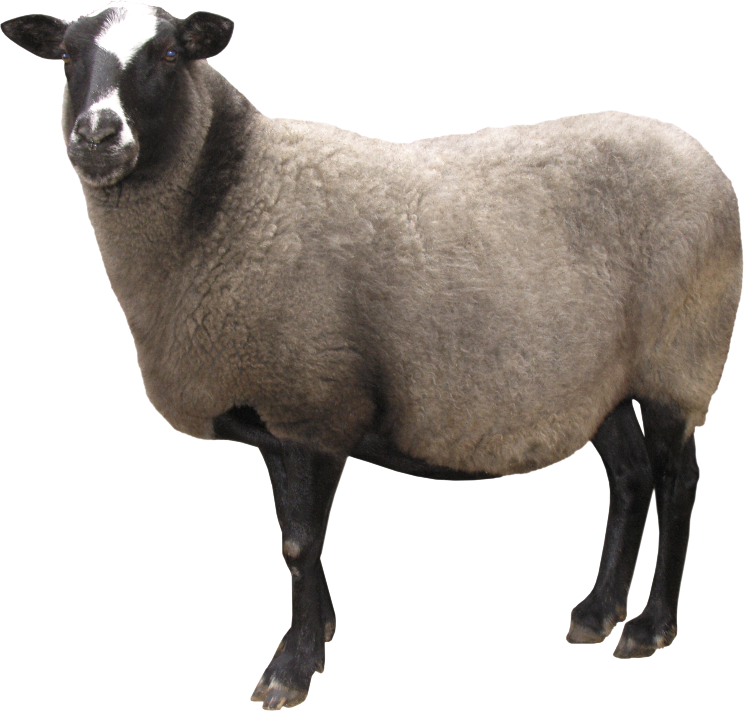 white little sheep PNG image 