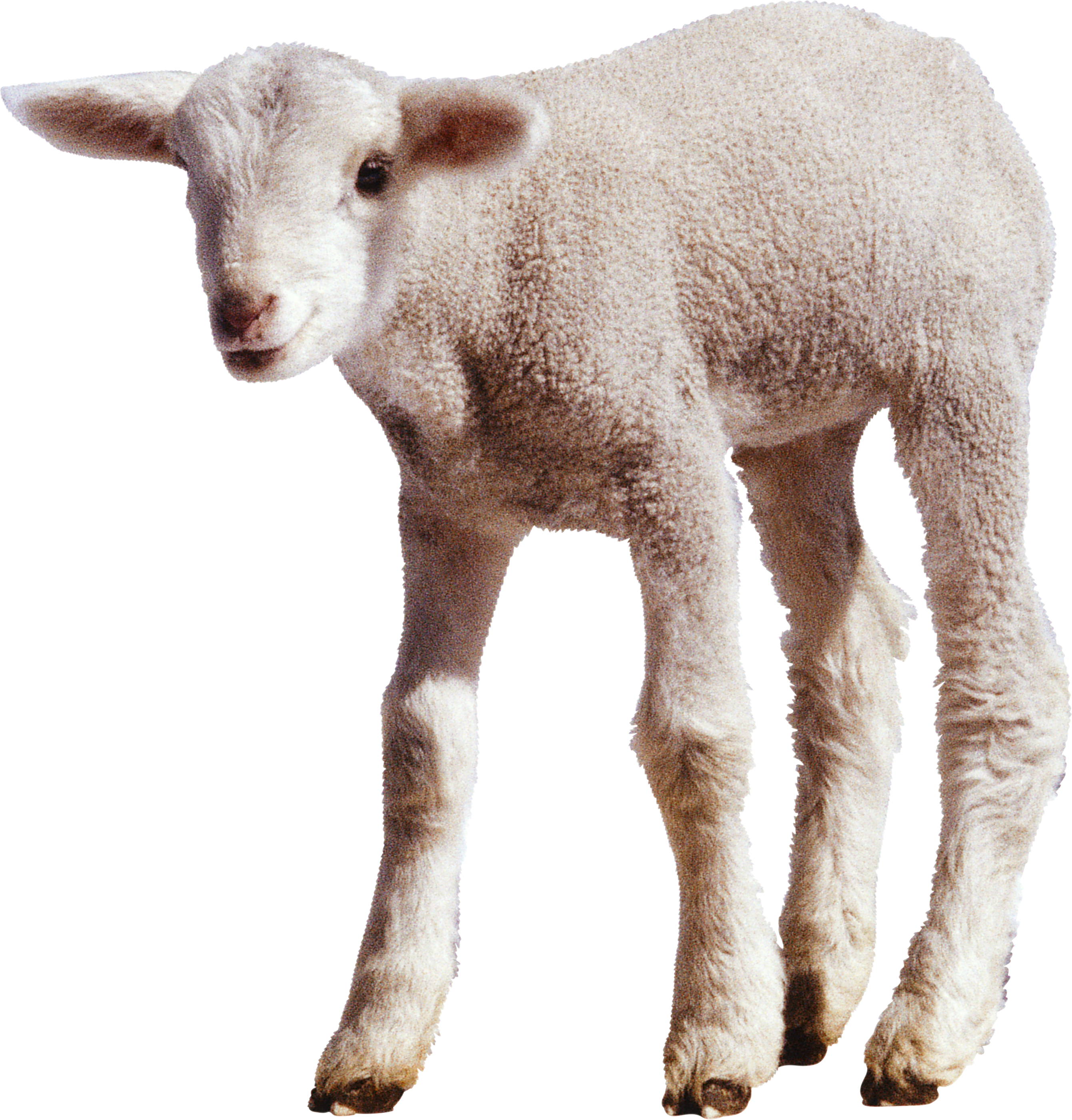 Cute Lamb PNG HD-PlusPNG.com-