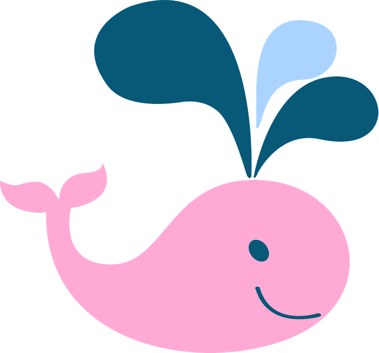 Water Pink Cute Ocean Whale Spout - Cute Pictures Of Whales, Transparent background PNG HD thumbnail