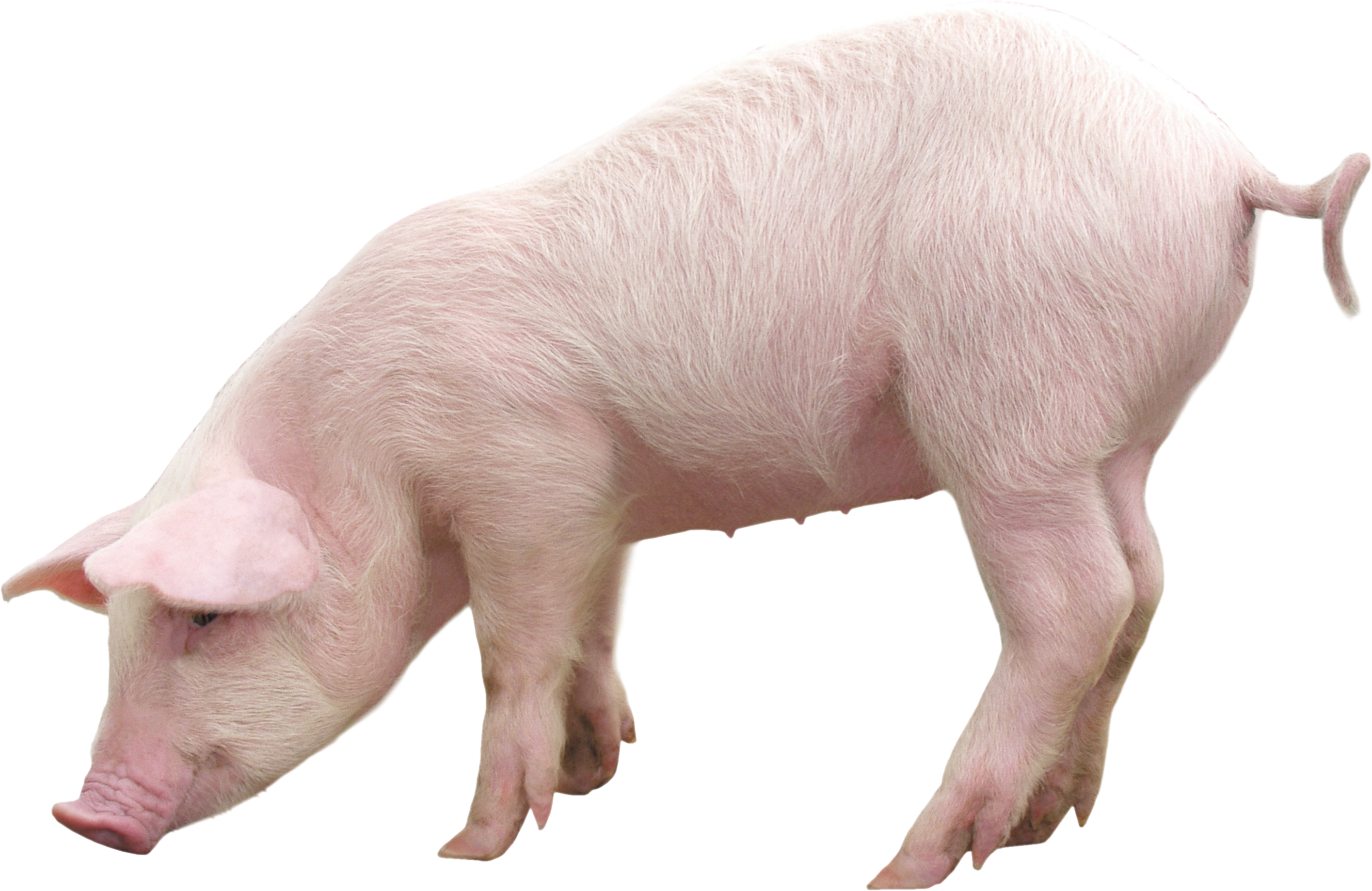 Beautiful Pig Pictures in HD