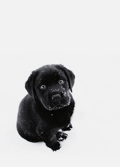 Black Lab Puppy In The Snow! - Cute Puppies Black And White, Transparent background PNG HD thumbnail
