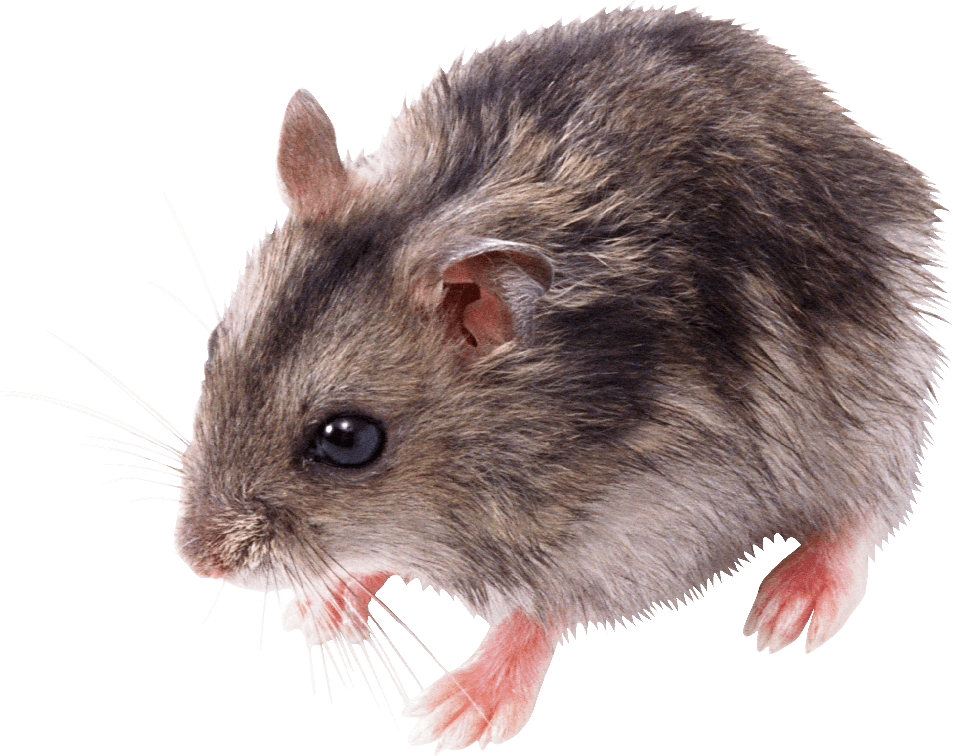 Cute Small Mouse - Cute Rat, Transparent background PNG HD thumbnail