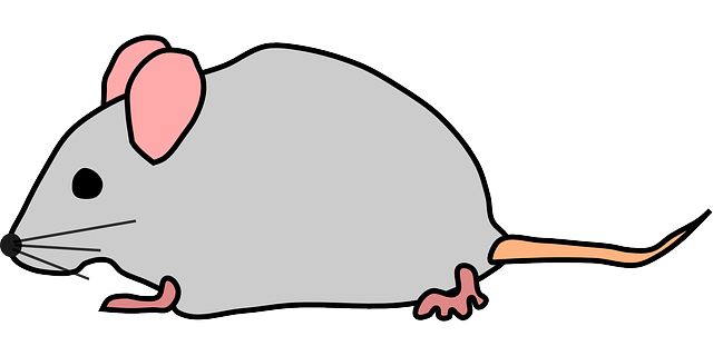 Free Vector Graphic: Mice, Mouse, Rat, Animal, Gray   Free Image On Pixabay   161413 - Cute Rat, Transparent background PNG HD thumbnail