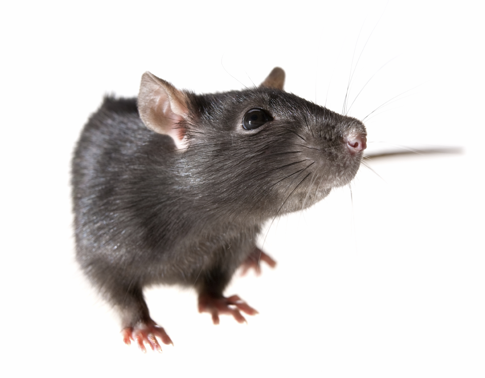 Mulierchile - Cute Rat, Transparent background PNG HD thumbnail
