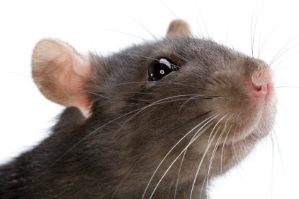 Rat, Mice and Squirrel Remova
