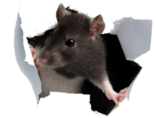 Rat, Mice And Squirrel Removal In Florida - Cute Rat, Transparent background PNG HD thumbnail