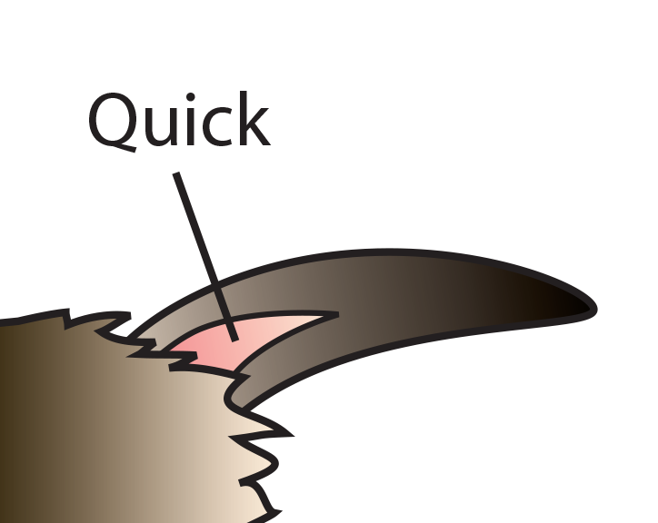 Diagram Of A Rabbit Nail And Quick - Cutting Nails, Transparent background PNG HD thumbnail