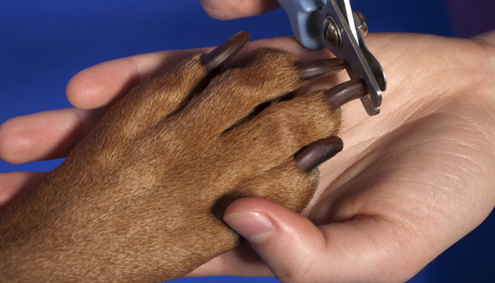 How To Stop A Dogs Nail From Bleeding - Cutting Nails, Transparent background PNG HD thumbnail