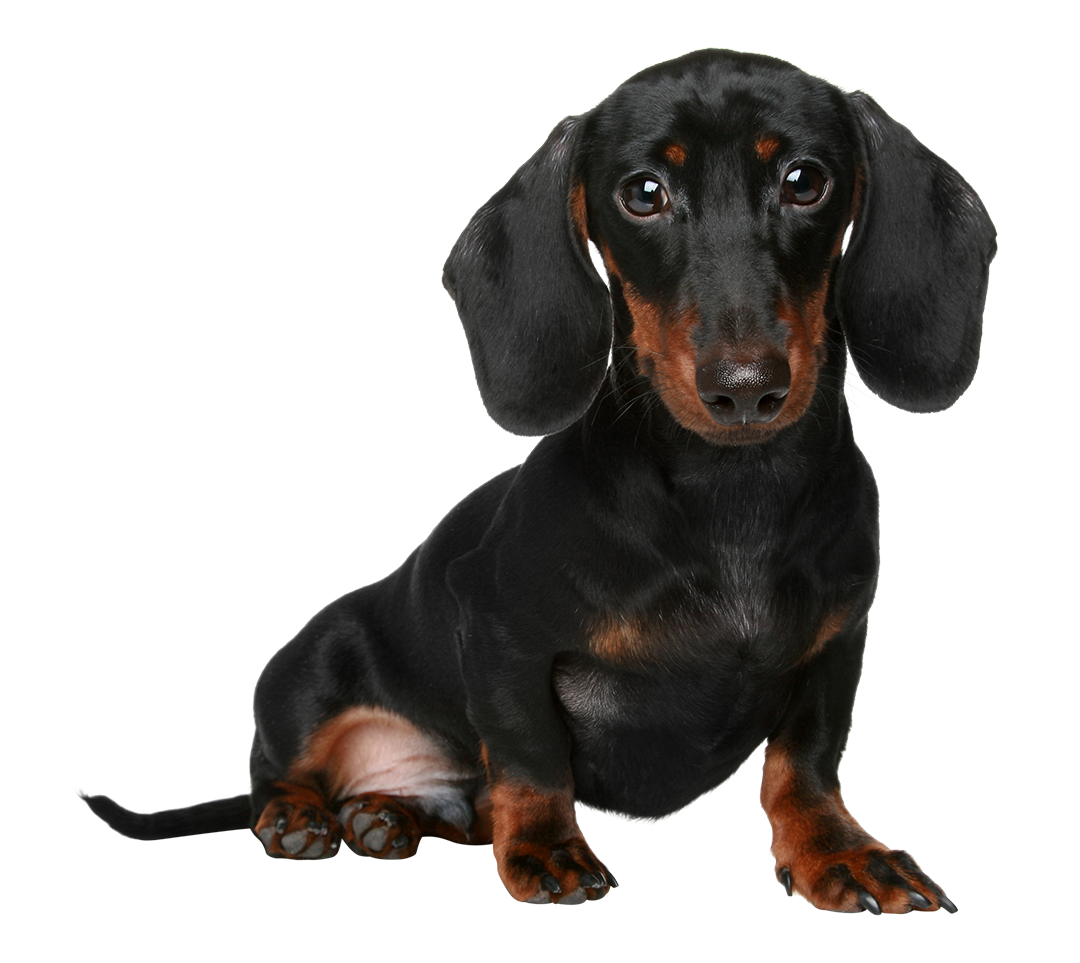63-miniature-dachshund, Dachshund Dog PNG - Free PNG
