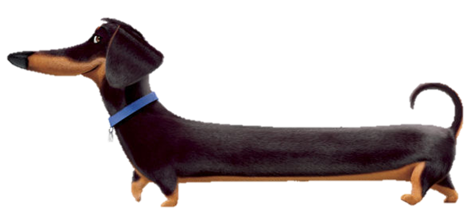 Buddy Dog.png - Dachshund Dog, Transparent background PNG HD thumbnail