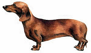 Dachshund - Dachshund Dog, Transparent background PNG HD thumbnail