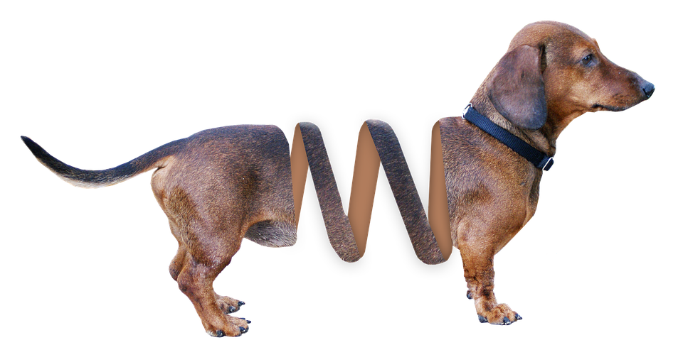 Dachshund, Dog, Animal, Brown, Pet, Hybrid, Fur, Dear - Dachshund Dog, Transparent background PNG HD thumbnail