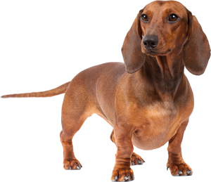 Expert Advice On The Best Dog Food For Your Dachshund Puppy, Adult Or Senior Dog. We Also Weigh In On Good Dog Foods For Skin Allergies And Sensitive Hdpng.com  - Dachshund Dog, Transparent background PNG HD thumbnail