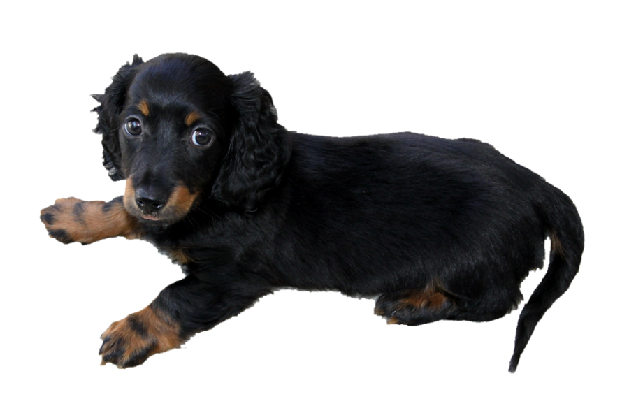 Long Haired Dachshund Puppy Png By Makiskan Hdpng.com  - Dachshund Dog, Transparent background PNG HD thumbnail