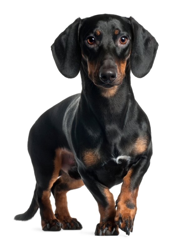 Physical Characteristics Of The Dachshund - Dachshund Dog, Transparent background PNG HD thumbnail
