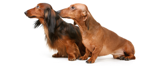 Unlike Simply Buying A Dachshund   Or Any Other Breed Of Dog For That Matter   Without A Pedigree Certificate, If You Buy . - Dachshund Dog, Transparent background PNG HD thumbnail