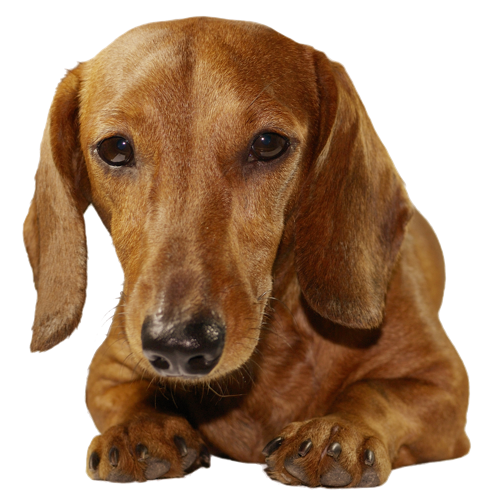 Why Choose A Dachshund To Be The Star Of Your Ecard? - Dachshund Dog, Transparent background PNG HD thumbnail