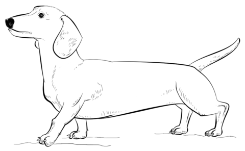 Click To See Printable Version Of Dachshund Dog Coloring Page - Dachshund Black And White, Transparent background PNG HD thumbnail