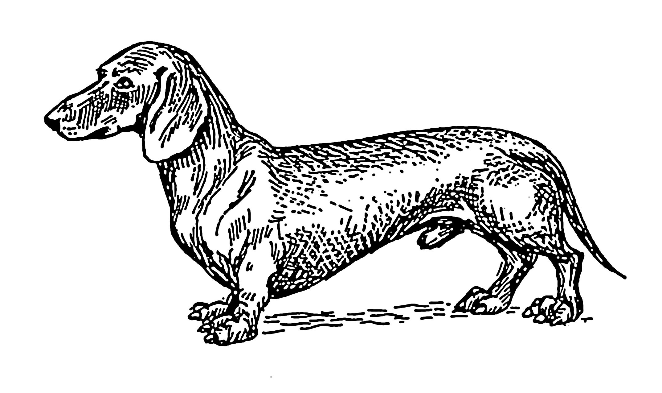 Dog Dachshund Breed Pet Coat 