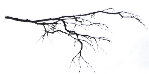Png Kar Kaplı Ağaç Ve Dal Resimleri, Snow Covered Trees Png - Dal, Transparent background PNG HD thumbnail