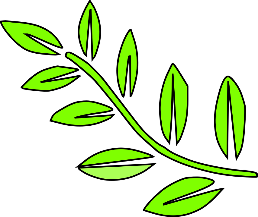 Yaprak Dal Bitki Doğa Yeşil Mevsimlik - Dal, Transparent background PNG HD thumbnail