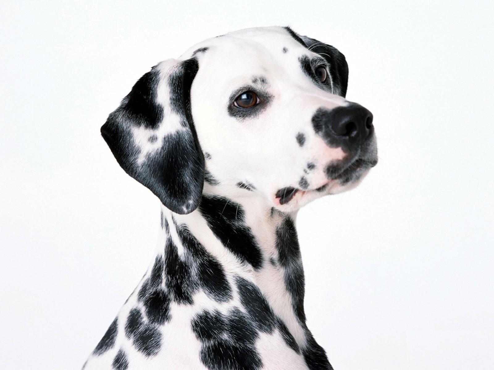 Why choose a Dalmatian to be 