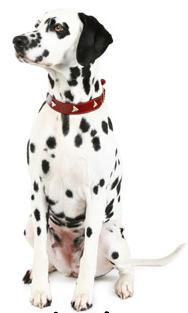 An Affectionate Family Pet And Great Watchdog Dalmatians Are Nice To Look At And Good To Be With. They Wear White Fur Coats Strewn With Black Or Dark Brown Hdpng.com  - Dalmatian Dog, Transparent background PNG HD thumbnail