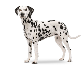 Breed_Picture - Dalmatian Dog, Transparent background PNG HD thumbnail