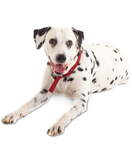 Dalmatian - Dalmatian Dog, Transparent background PNG HD thumbnail