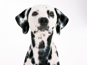 Dalmatian Dog Wallpaper Image - Dalmatian Dog, Transparent background PNG HD thumbnail