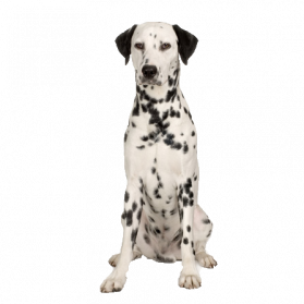 Dalmatian Png Image - Dalmatian Dog, Transparent background PNG HD thumbnail