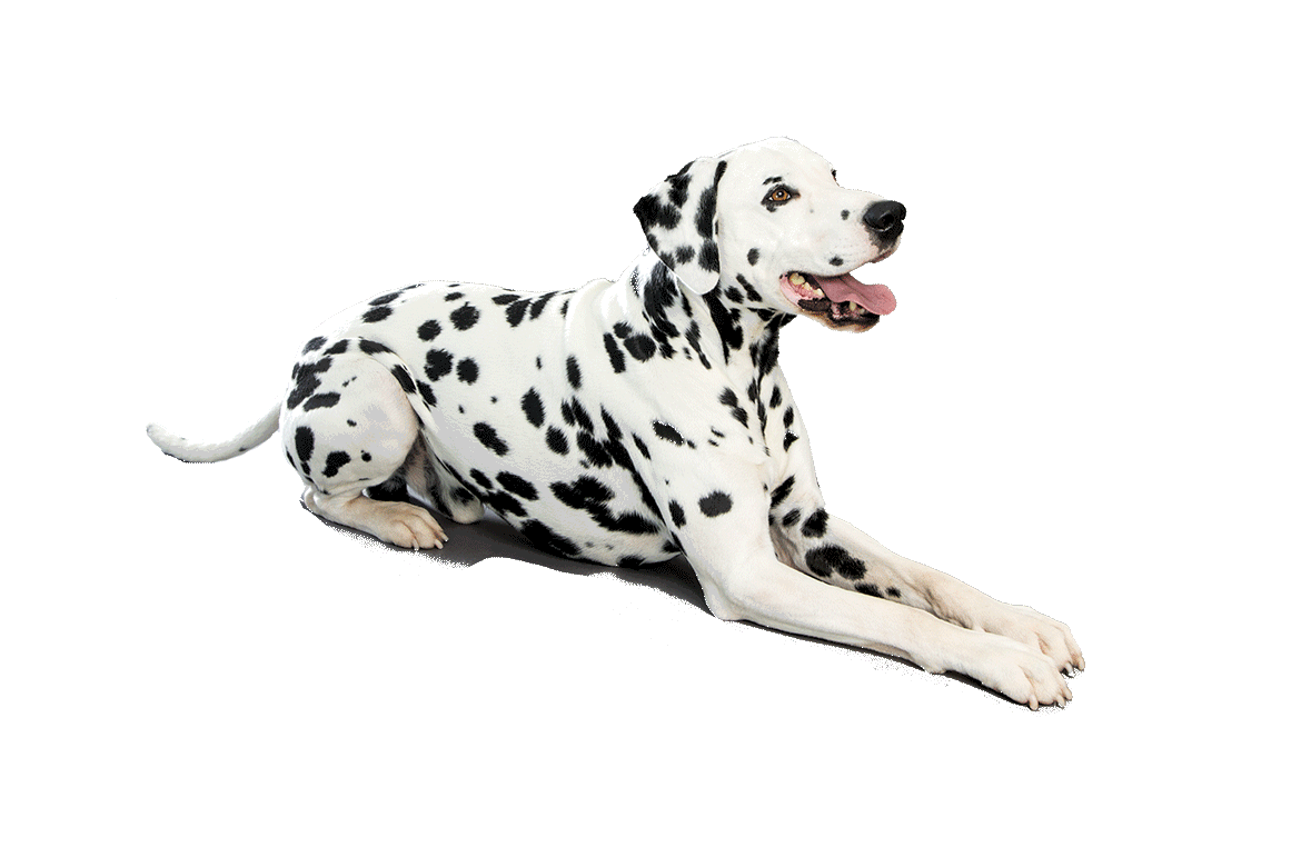 past Dalmatians in one of our