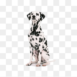 Large Black And White Spotted Dog, Dalmatians, Dog, Pet Dog Png Image And - Dalmatian Dog, Transparent background PNG HD thumbnail