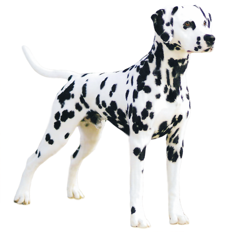 Dalmatian Dog PNG-PlusPNG.com