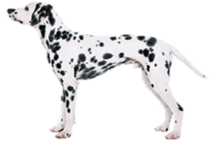 The Dalmatian Is One Of The Most Recognized Of All Breeds Due To Their Distinctive Spotted Coat. They Are The English Coach Dog Or Carriage Dog, Hdpng.com  - Dalmatian Dog, Transparent background PNG HD thumbnail