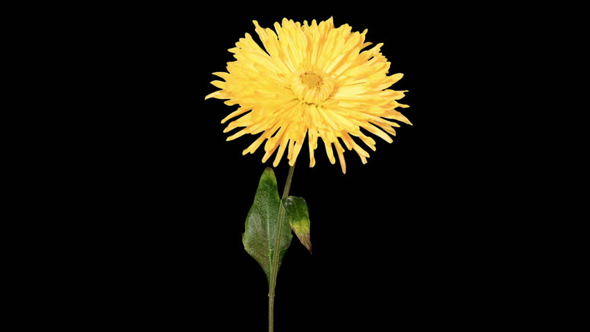 Blooming Yellow Chrysanthemum Flower Buds Alpha Matte, Full Hd. (Chrysanthemum Sunny Elf) - Dandelion, Transparent background PNG HD thumbnail
