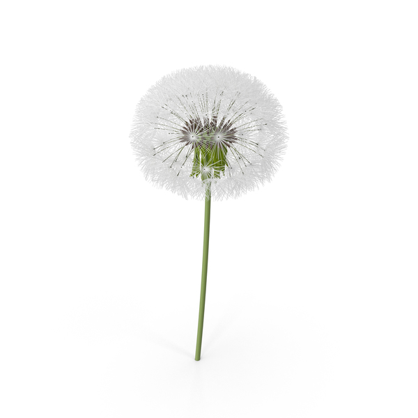 Dandelion Flower Png Images U0026 Psds For Download | Pixelsquid   S10600999D - Dandelion, Transparent background PNG HD thumbnail