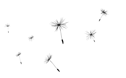dandelion seeds dandelion flo
