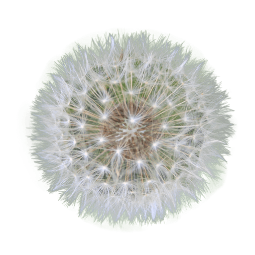 Dandelion Seed - Dandelion, Transparent background PNG HD thumbnail