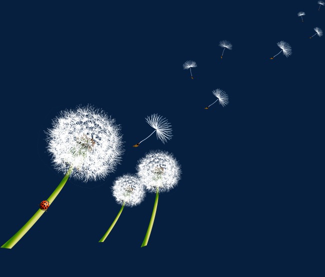 Hd Free Flying Dandelion Pull Material, Dandelion, Field, Natural Png And Psd - Dandelion, Transparent background PNG HD thumbnail