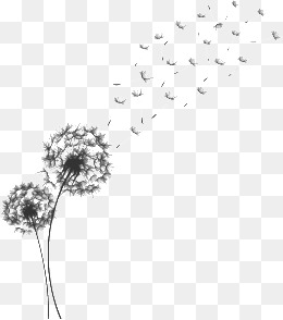 Vector Hand Painted Dandelion, Vector, Plant, Hand Painted Png And Vector - Dandelion, Transparent background PNG HD thumbnail