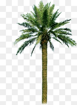 Palm Tree - Date Palm, Transparent background PNG HD thumbnail