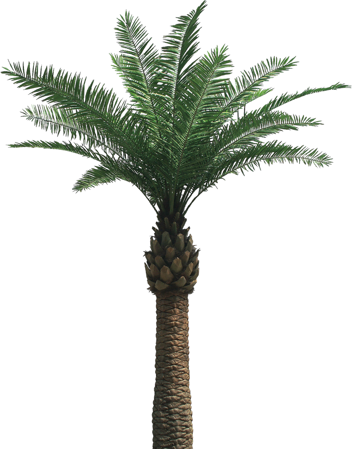 Date Palm Png - Palm Tree Png, Transparent background PNG HD thumbnail
